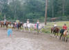 http://www.echolakestables.com/images/thumbnails/2003aug02_small.jpg