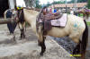 http://www.echolakestables.com/images/thumbnails/2004aug23_small.jpg