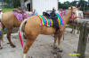 http://www.echolakestables.com/images/thumbnails/2004aug25_small.jpg