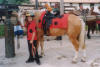 http://www.echolakestables.com/images/thumbnails/2004july03_small.jpg