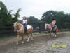 http://www.echolakestables.com/images/thumbnails/2005july08_small.jpg