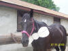 http://www.echolakestables.com/images/thumbnails/2005july26_small.jpg