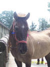 http://www.echolakestables.com/images/thumbnails/2005july27_small.jpg
